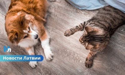 В ЕС вводят обязательное чипирование всех собак и кошек: новые правила коснутся и Латвии.