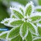 Синоптики предупреждают о ночных заморозках: погода в Латвии резко изменится.