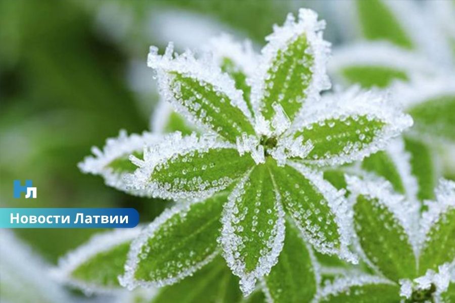 Синоптики предупреждают о ночных заморозках: погода в Латвии резко изменится.