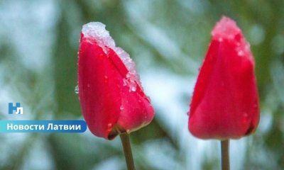 После жары — заморозки: синоптики предупредили о резком похолодании в Латвии в конце мая.
