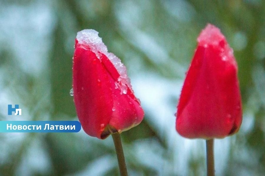 После жары — заморозки: синоптики предупредили о резком похолодании в Латвии в конце мая.