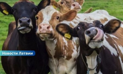 Рига выходит на новый рынок: через латвийский аэропорт впервые начнут экспортировать живой скот самолетами.