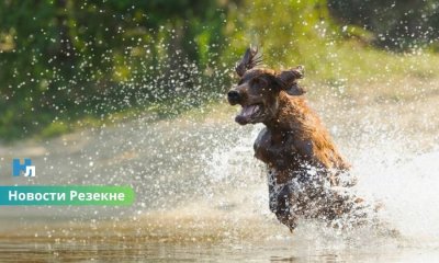 Собака на пляже может обойтись в 150 евро: жителям Резекне напомнили о важных правилах отдыха.