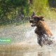 Собака на пляже может обойтись в 150 евро: жителям Резекне напомнили о важных правилах отдыха.