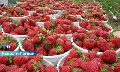 Ягоды некому собирать: латвийские хозяйства привлекают работников из Индии из-за нехватки сезонных рабочих.