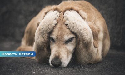 В Латвии предлагают ввести уголовную ответственность за сексуальное насилие над животными.