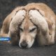 В Латвии предлагают ввести уголовную ответственность за сексуальное насилие над животными.