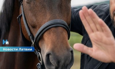 Новые подробности громкого дела о жестоком обращении с животными: как вышли на след подозреваемых.
