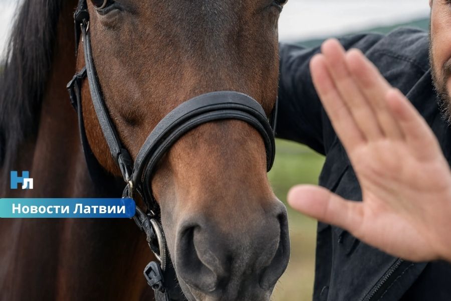 Новые подробности громкого дела о жестоком обращении с животными: как вышли на след подозреваемых.