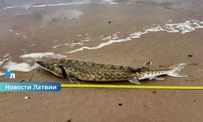 Гигантская находка на берегу Балтийского моря: у Миķeļbāки обнаружили загадочную рыбу, похожую на крокодила.