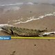 Гигантская находка на берегу Балтийского моря: у Миķeļbāки обнаружили загадочную рыбу, похожую на крокодила.