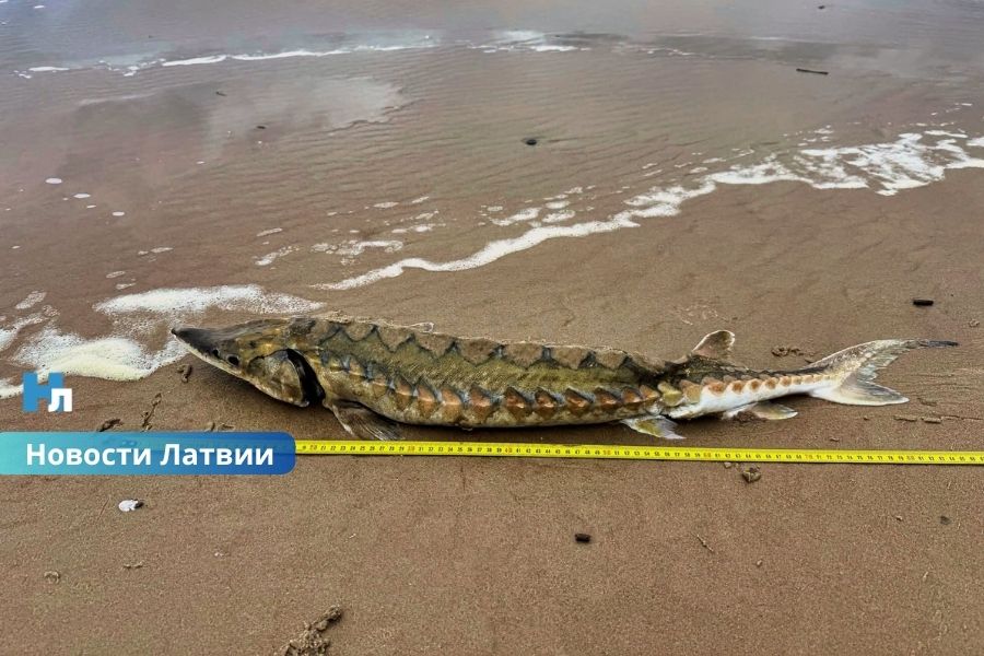 Гигантская находка на берегу Балтийского моря: у Миķeļbāки обнаружили загадочную рыбу, похожую на крокодила.