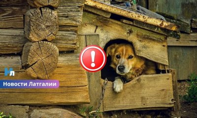 В Латгалии завершено расследование дела о жестоком убийстве собаки.