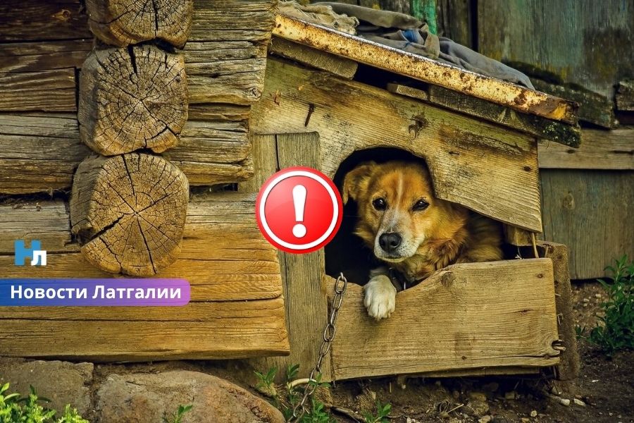 В Латгалии завершено расследование дела о жестоком убийстве собаки.