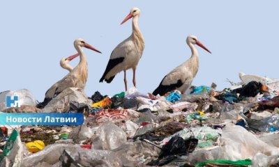 Аисты всё реже охотятся в природе: исследование выявило серьёзную экологическую проблему.