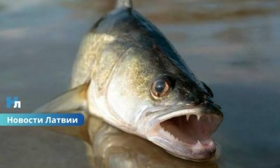 Почему погиб судак в озерах Лудзы? Анализы дали неожиданный ответ после утечки сточных вод.