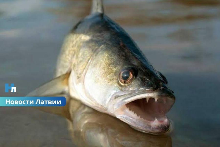 Почему погиб судак в озерах Лудзы? Анализы дали неожиданный ответ после утечки сточных вод.