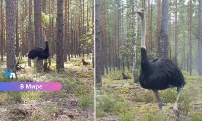 ВИДЕО ⟩ Вместо медведя — страус: необычная встреча грибников в литовском лесу стала интернет-сенсацией.