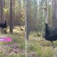 ВИДЕО ⟩ Вместо медведя — страус: необычная встреча грибников в литовском лесу стала интернет-сенсацией.