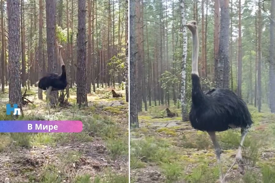 ВИДЕО ⟩ Вместо медведя — страус: необычная встреча грибников в литовском лесу стала интернет-сенсацией.