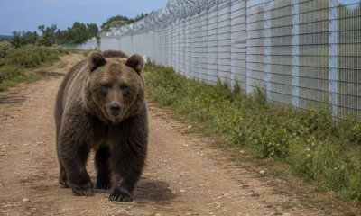 Медведей в Латвии становится всё больше: грозит ли стране нашествие и мешает ли животным пограничный забор?