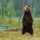 В Латвии выделят 180 тысяч евро на наблюдение за медведями: объявлен масштабный конкурс.