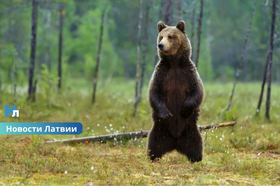 В Латвии выделят 180 тысяч евро на наблюдение за медведями: объявлен масштабный конкурс.