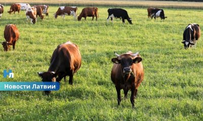 Латвия компенсирует аграриям до 90% ущерба от военных инцидентов: вступили в силу новые правила.