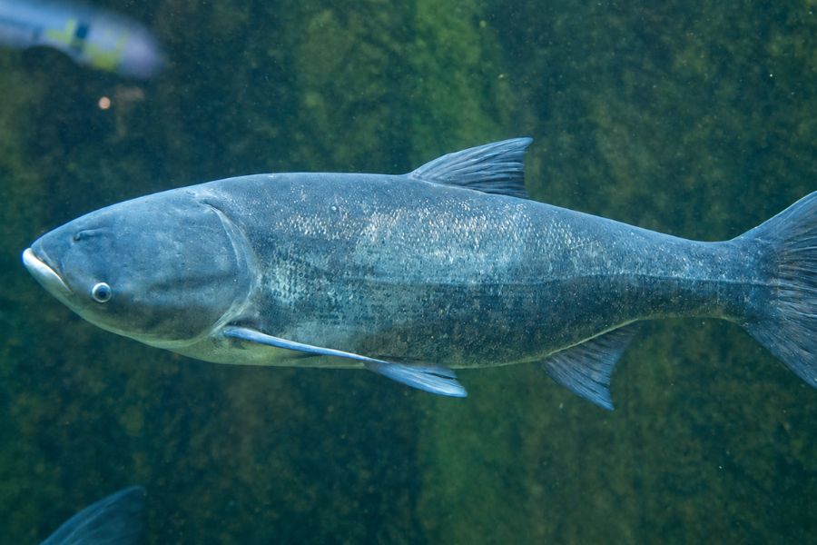 пёстрый толстолобик в Балтийском море, инвазивные рыбы Балтики, Hypophthalmichthys nobilis, толстолобик в Латвии, рыба у берегов Финляндии, Рижский залив, рыбалка в Эстонии, рыба до 40 килограммов.