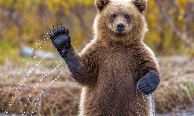 незаконный отстрел медведя, бурый медведь, браконьерство в Латвии, Огрский край, Таурупская волость, незаконная охота, возмещение ущерба, 31 000 евро.