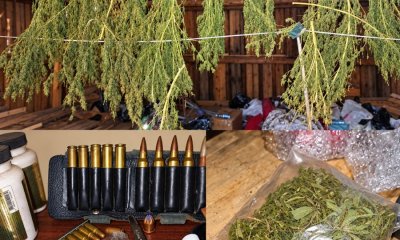 В доме и теплице в Латгалии нашли плантацию марихуаны: задержан мужчина.
