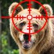 Медведь приходил пять раз за неделю: в Видземе разрешили ликвидировать опасное животное.