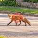 Ночные хлопки и крики лис в центре Резекне: жители говорят о стрельбе, полиция её не подтверждает.