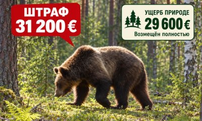 Один выстрел — 60 800 евро: охотника наказали за убийство медведя в Огрском крае.